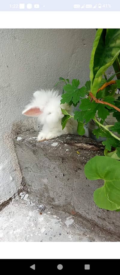 angora rabbits