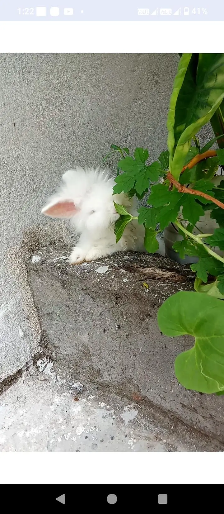 angora rabbits