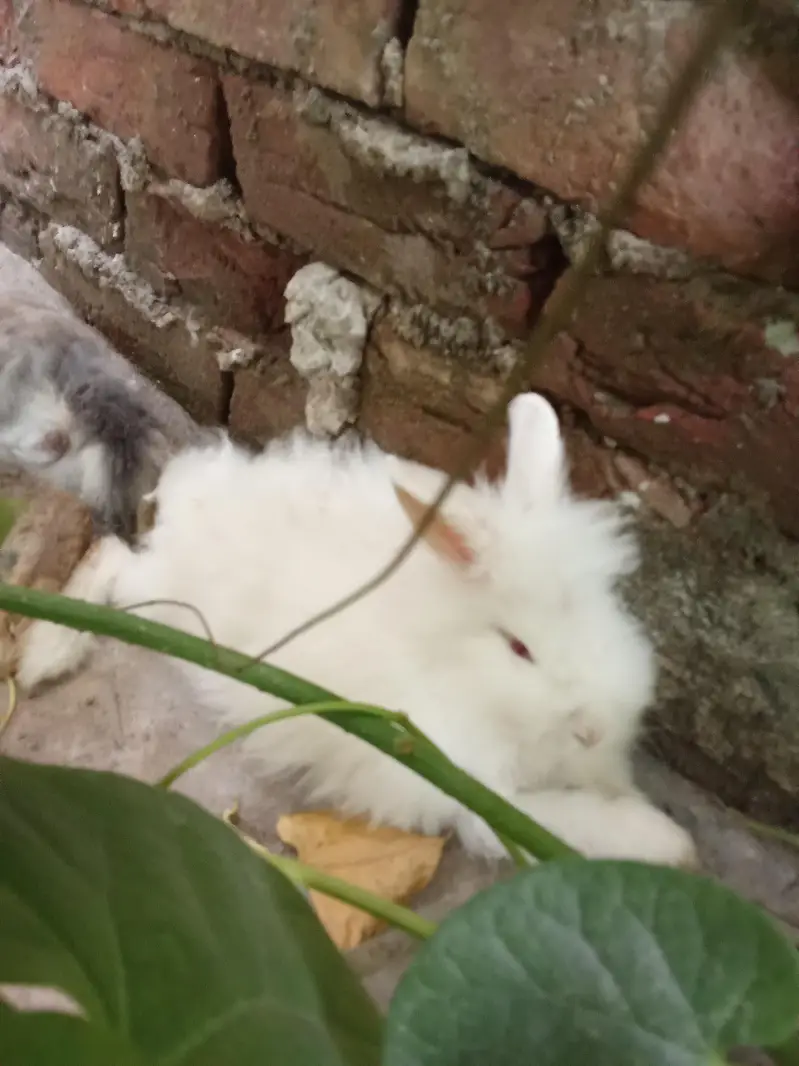 angora rabbits — photo 2
