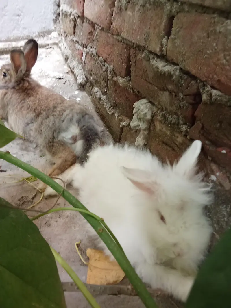 angora rabbits — photo 3