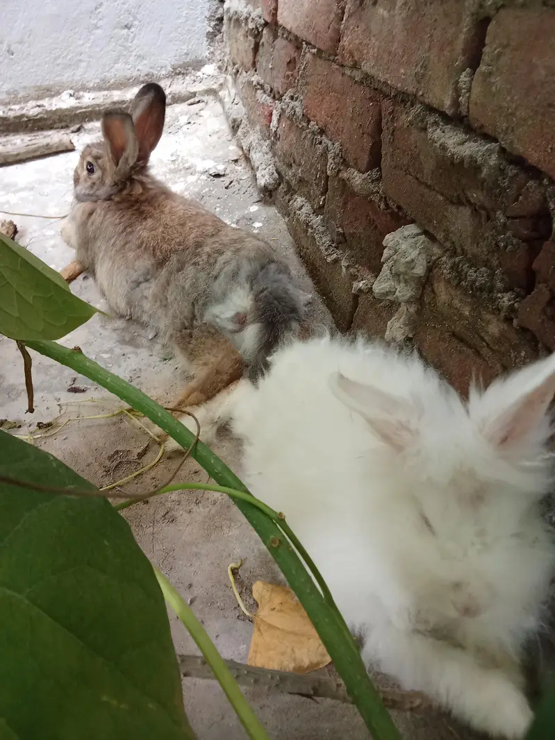 angora rabbits — photo 4