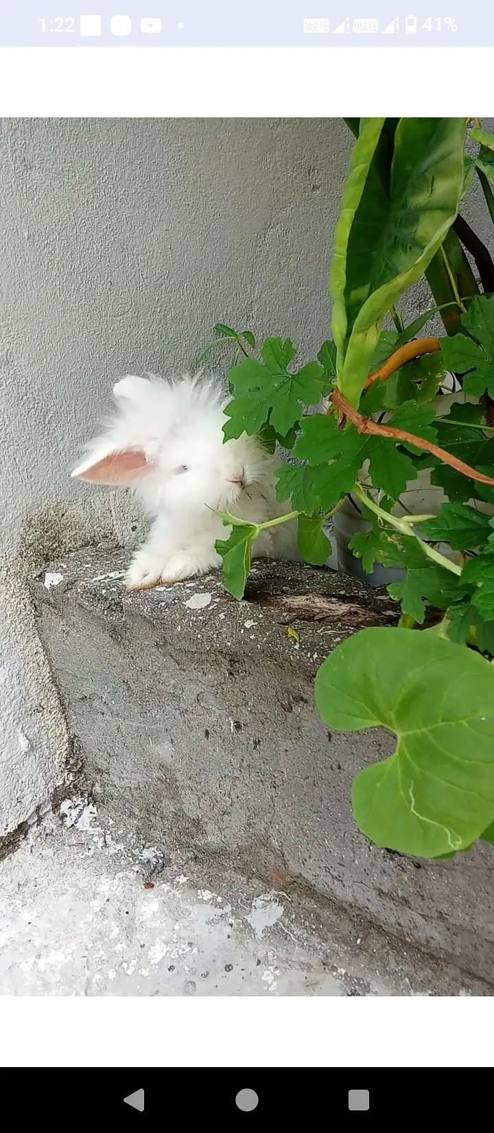 angora rabbits — photo 5