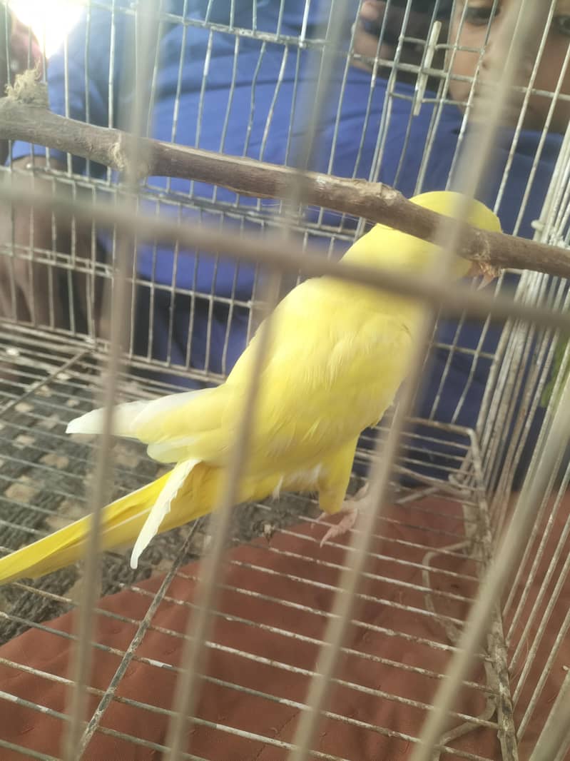 طوطا فار سیل ہے 2