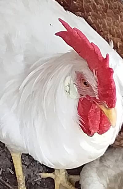 Paper white male home breed age 7 month healthy and active