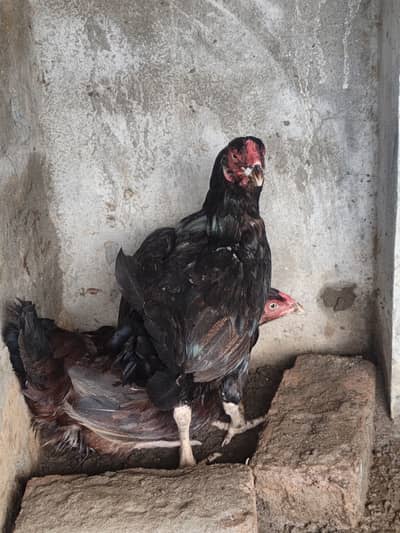 2 kuruk hens