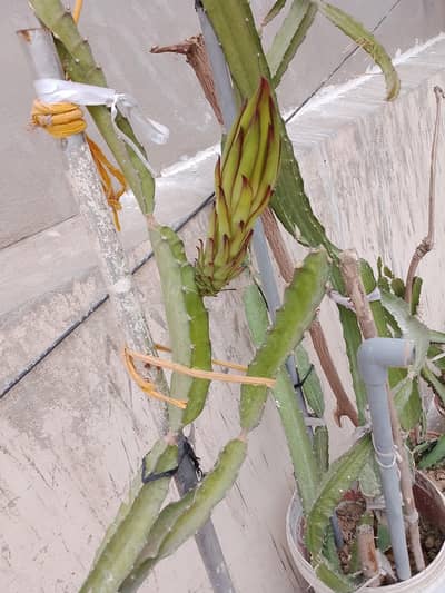 Dragon Fruit cutting 5,6 inch