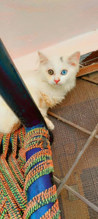 Persian odd eyes kittens