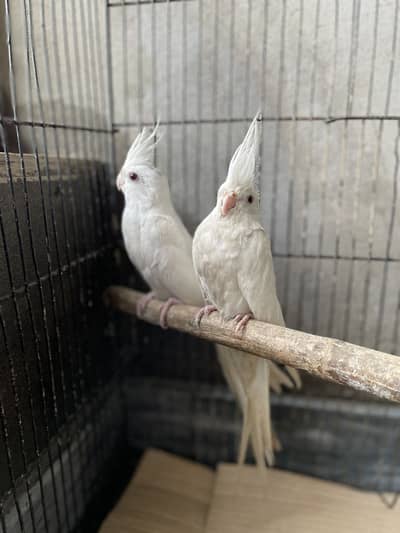 Cocktail Full White Red Eyes