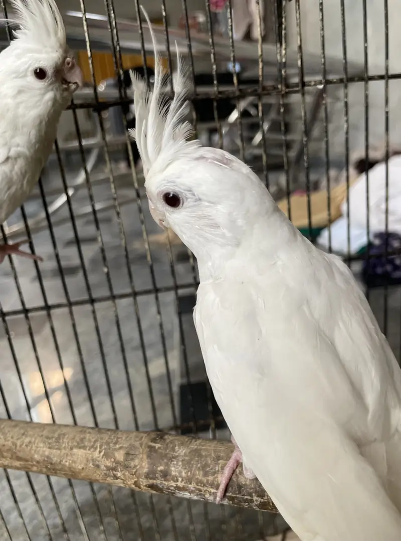 Cocktail Full White Red Eyes — photo 2