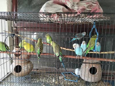 Parrot  for sale