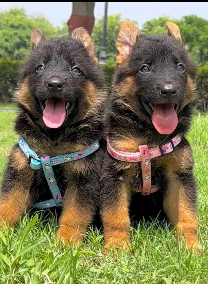 German Shepherd Long Coat Puppy | German Shepherd Puppy Pair | GSD — photo 2