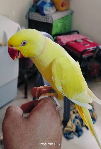 yellow ringneck