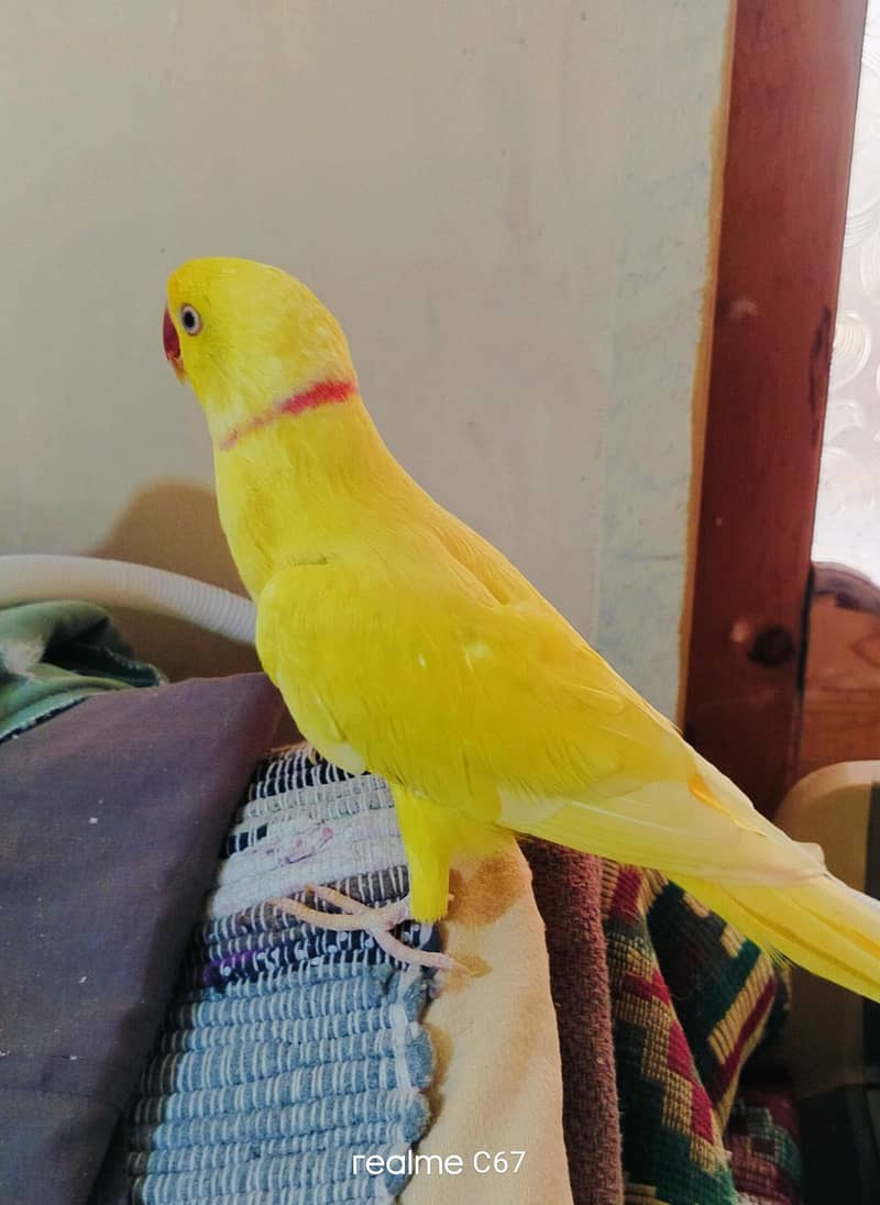 yellow ringneck 1