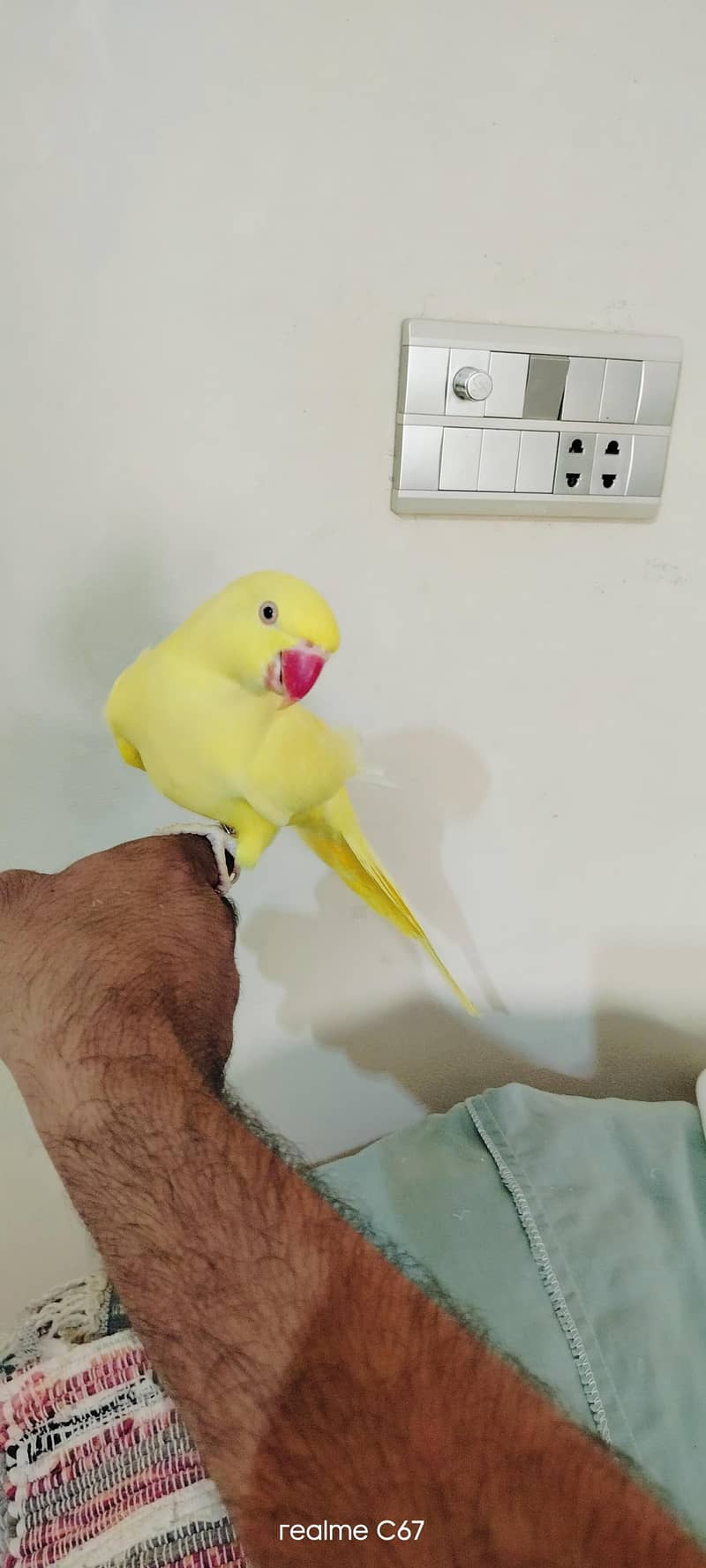 yellow ringneck 2
