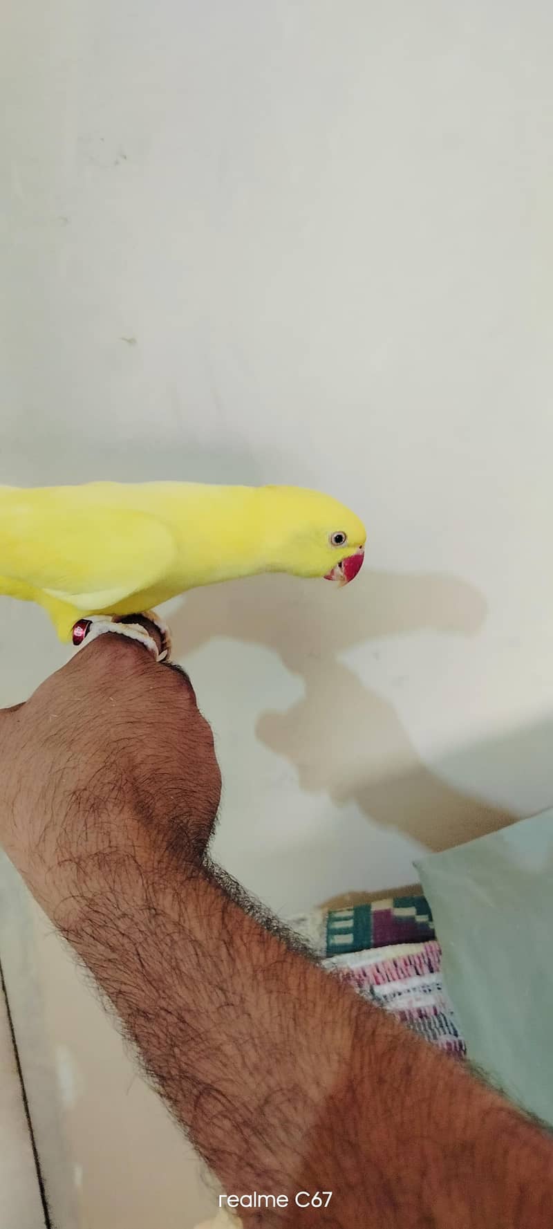 yellow ringneck 3