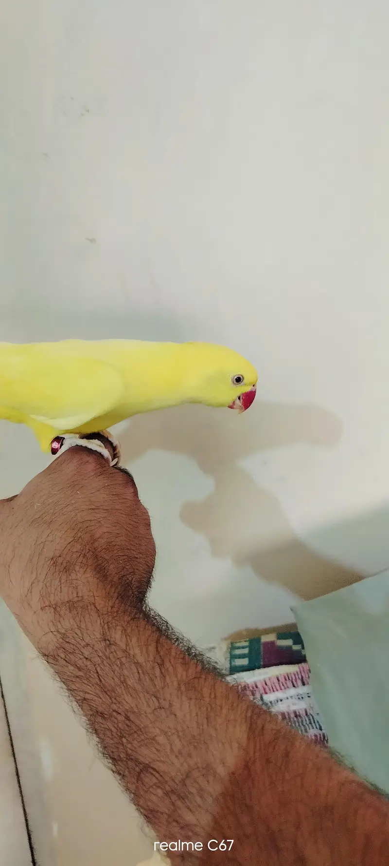 yellow ringneck — photo 4