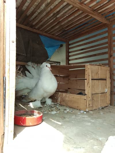 Beautiful Fancy Pigeons for Sale