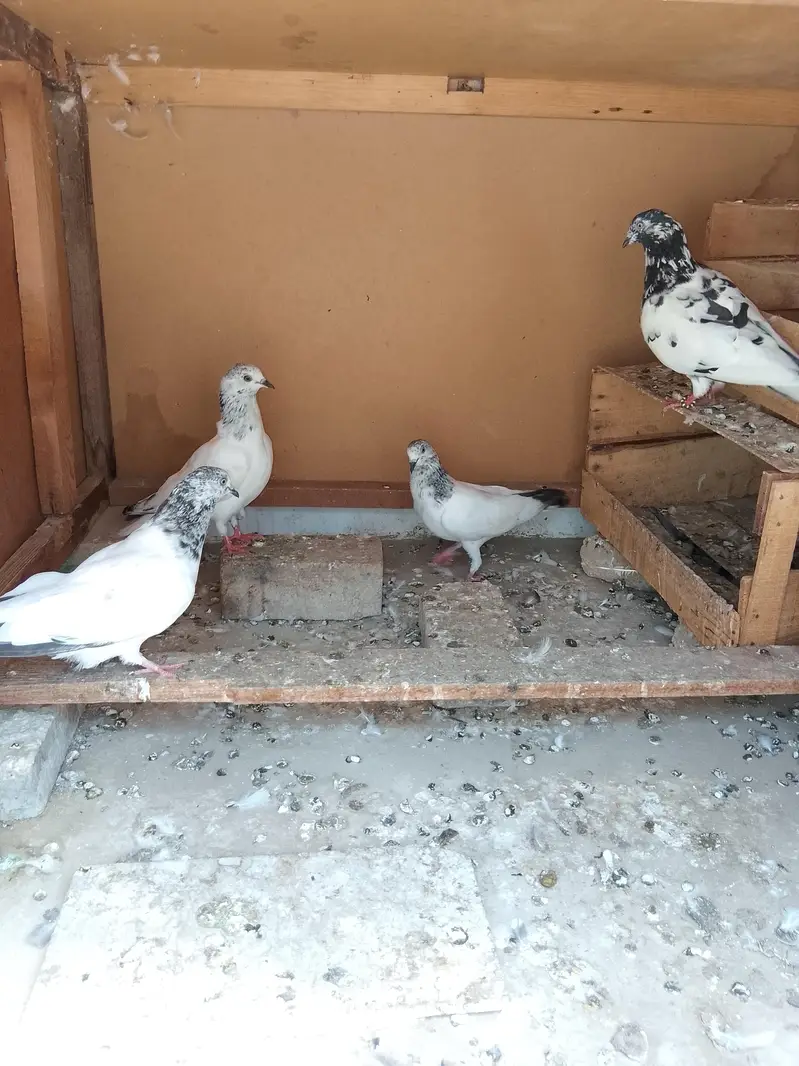 Beautiful Fancy Pigeons for Sale — photo 3