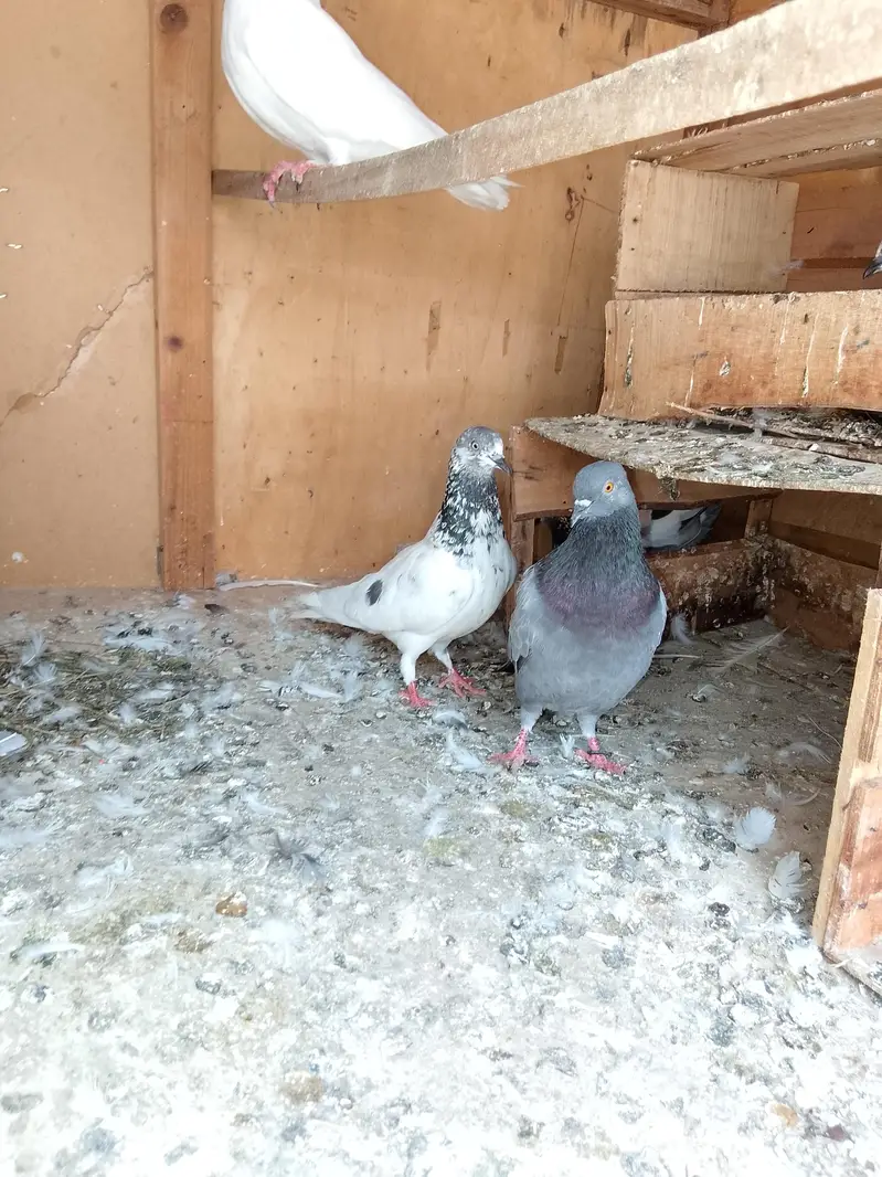 Beautiful Fancy Pigeons for Sale — photo 4