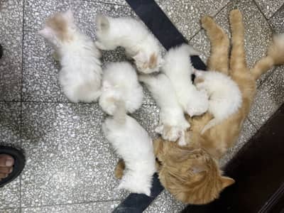 7 kittens  with mother Persian