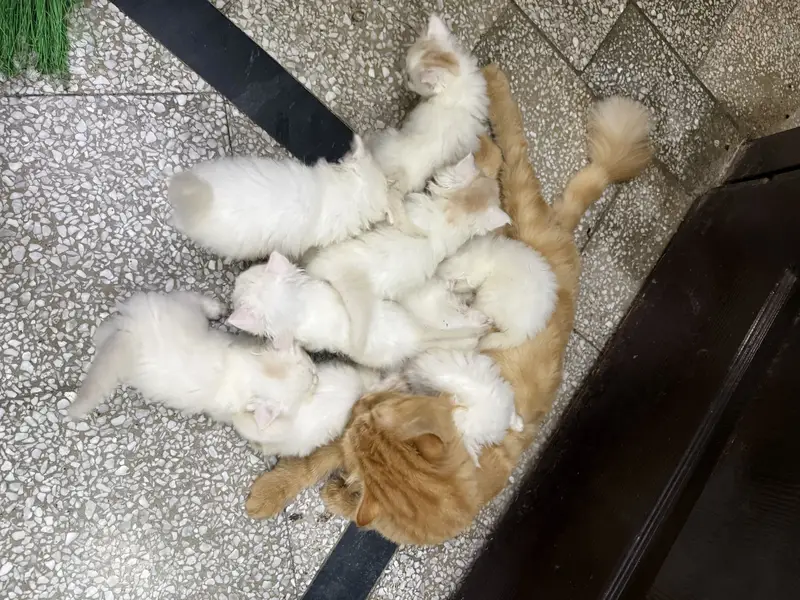 7 kittens  with mother Persian — photo 2