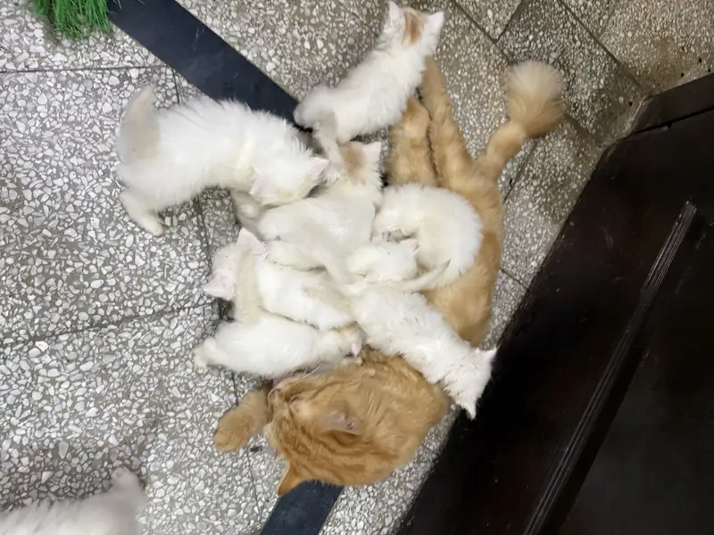 7 kittens  with mother Persian — photo 3