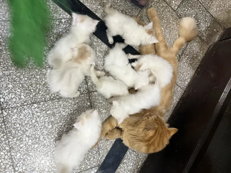 7 kittens  with mother Persian — photo 4