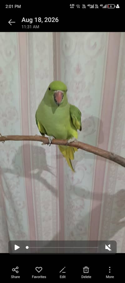 Ringneck female parrot healthy All ok no problem  for sale