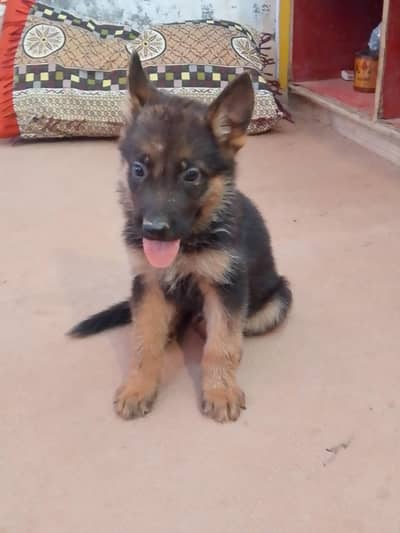 High Quality German shepherd For Sale Available