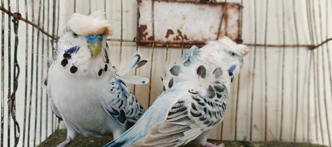 hogo romo . red ayes . cnor. . love bird. . reng nek