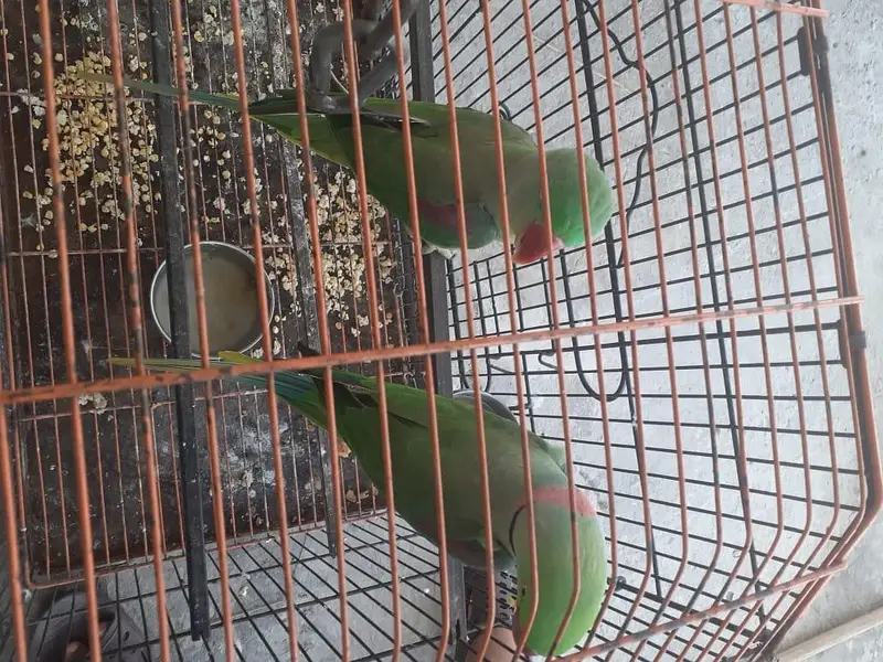 hogo romo . red ayes . cnor. . love bird. . reng nek — photo 2