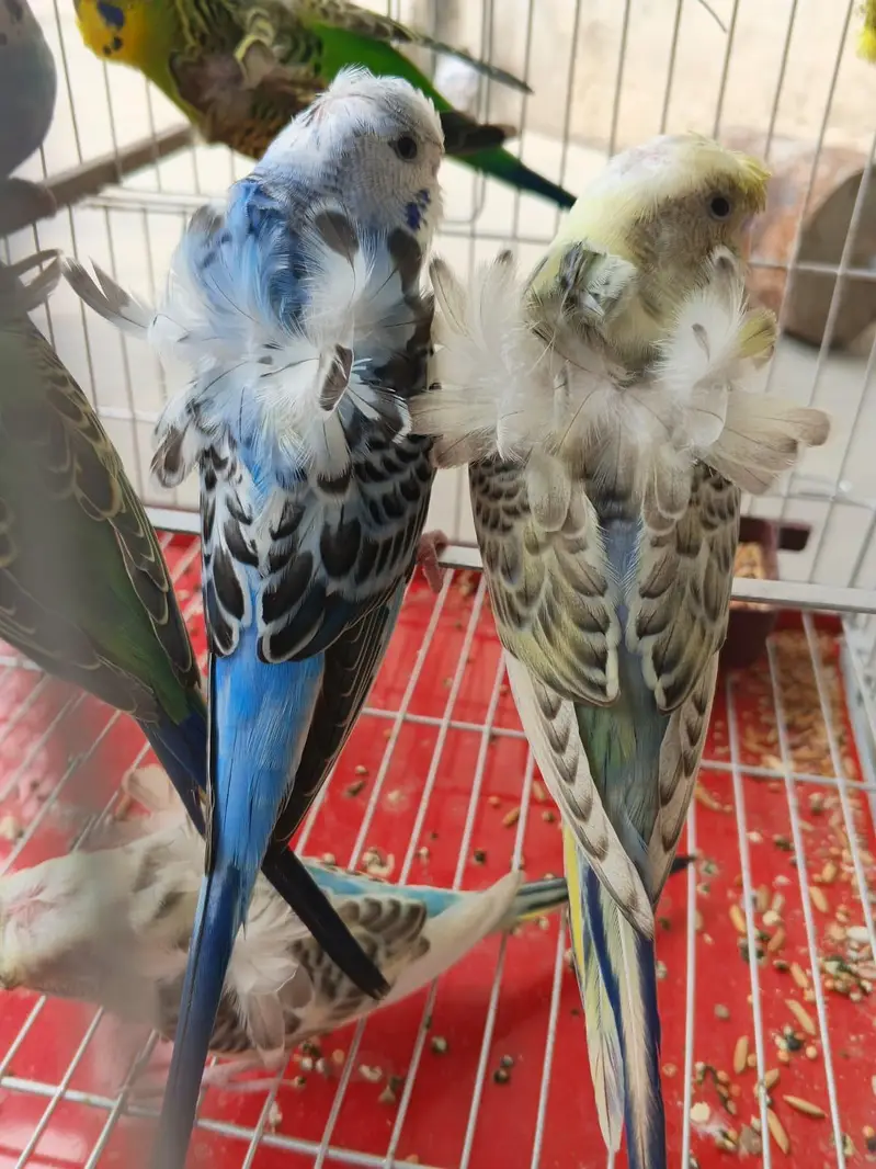 hogo romo . red ayes . cnor. . love bird. . reng nek — photo 3