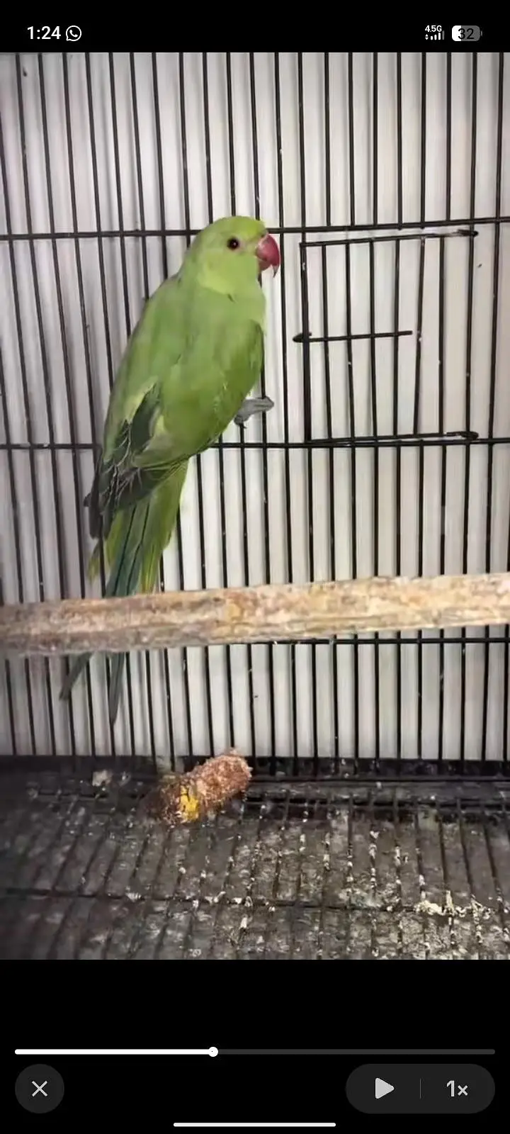 hogo romo . red ayes . cnor. . love bird. . reng nek — photo 4