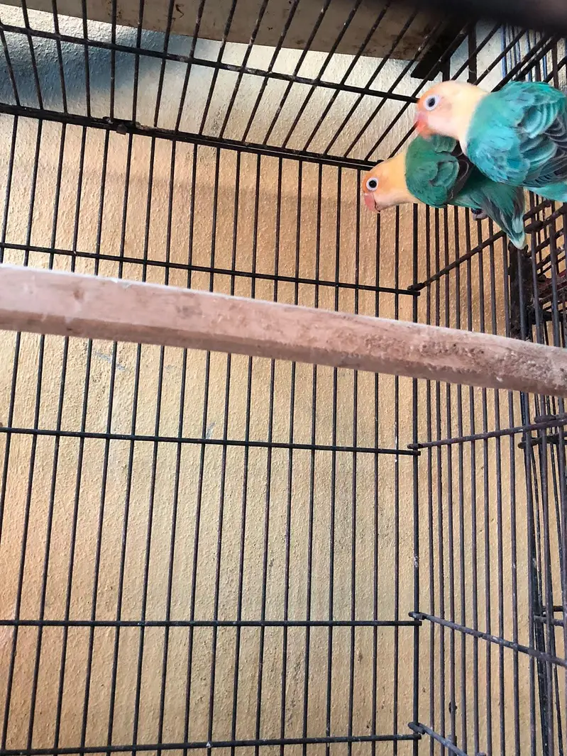 hogo romo . red ayes . cnor. . love bird. . reng nek — photo 5