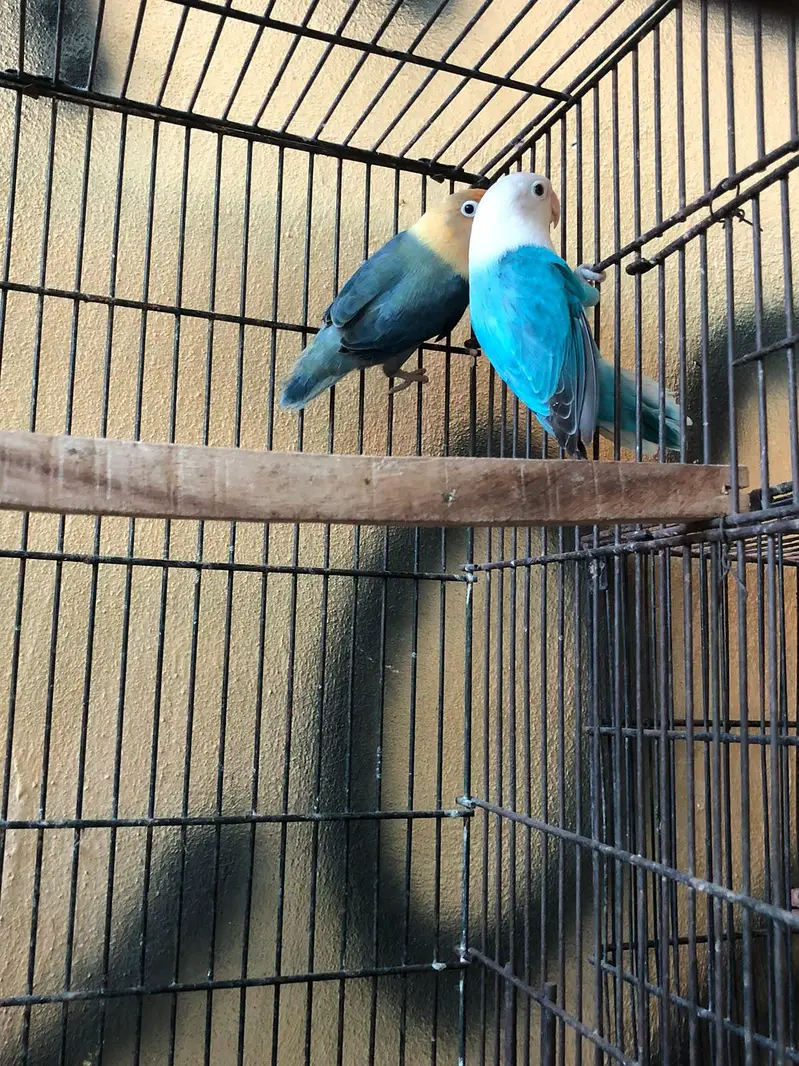 hogo romo . red ayes . cnor. . love bird. . reng nek — photo 6