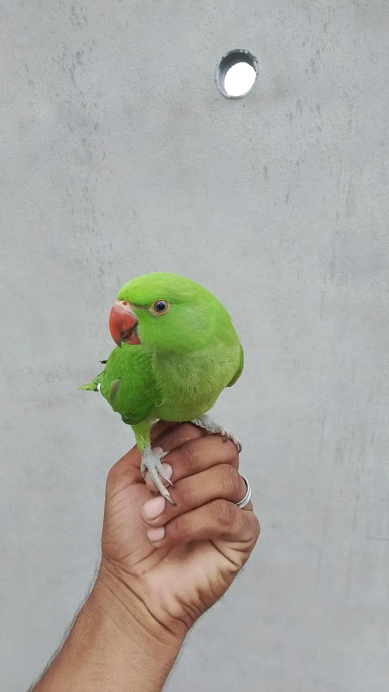 hogo romo . red ayes . cnor. . love bird. . reng nek — photo 9