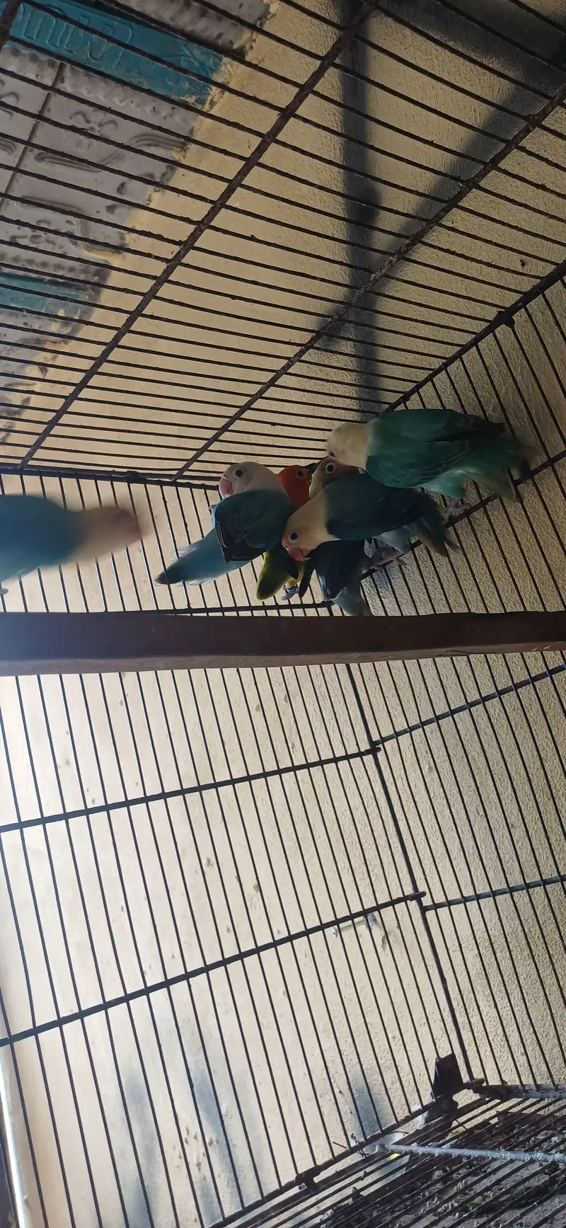 hogo romo . red ayes . cnor. . love bird. . reng nek — photo 10