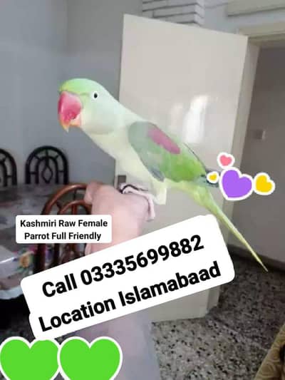 Hand Tamed Full Friendly 3 Year's Kashmiri Raw Female Parrot