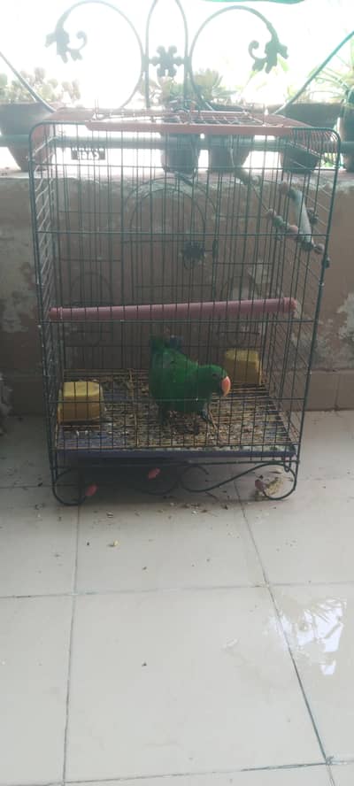 Grand Eclectus