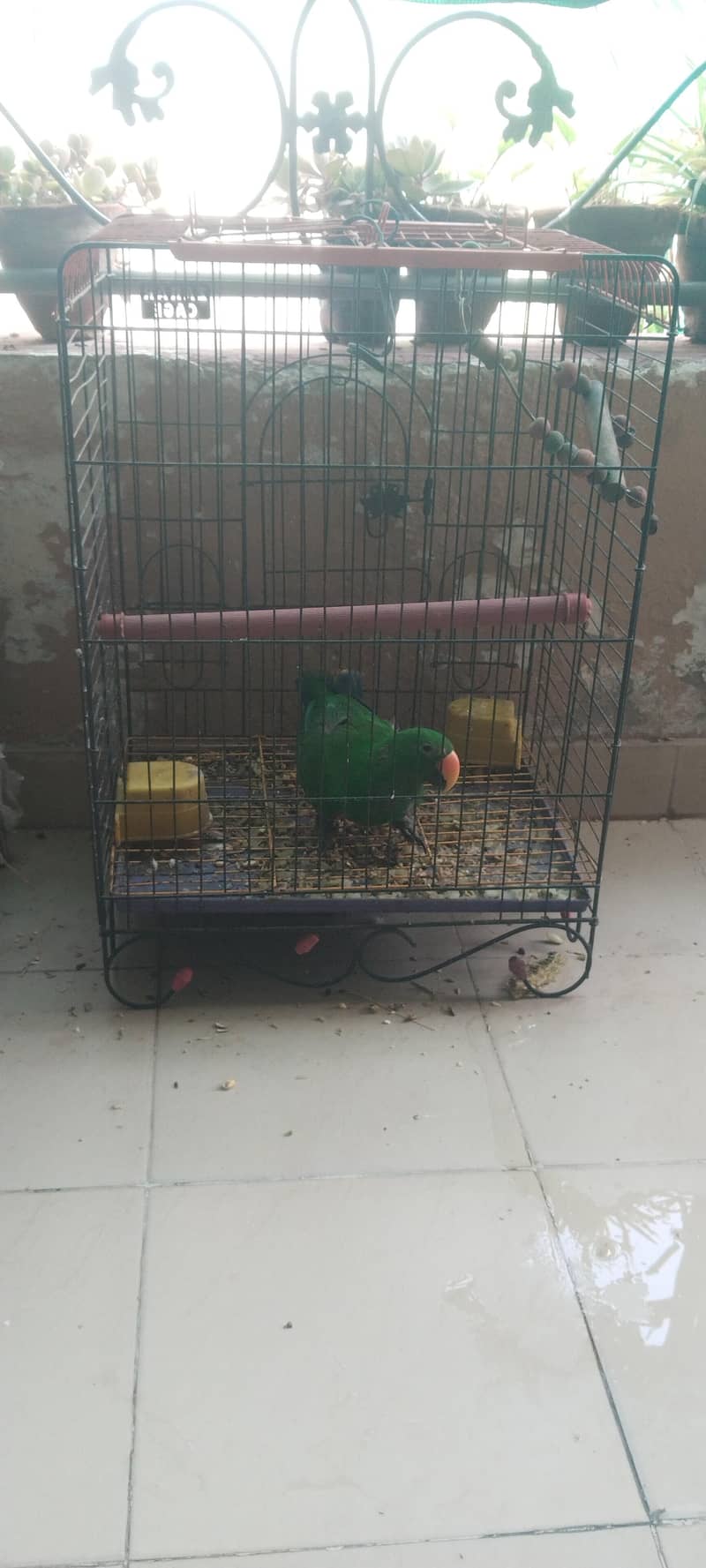 Eclectus parrot 0