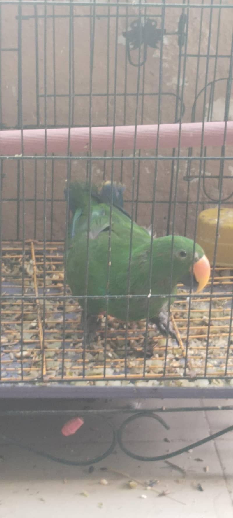 Eclectus parrot 1
