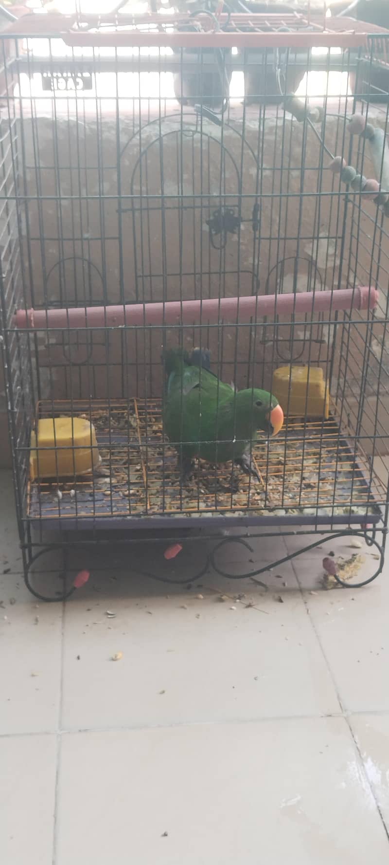 Eclectus parrot 2