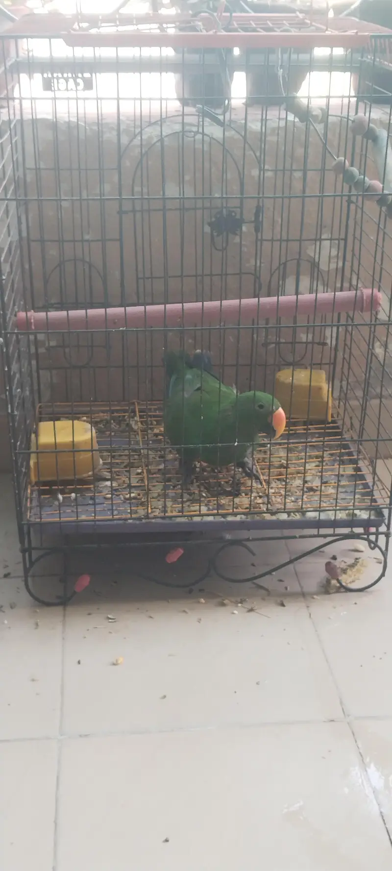Eclectus parrot — photo 3