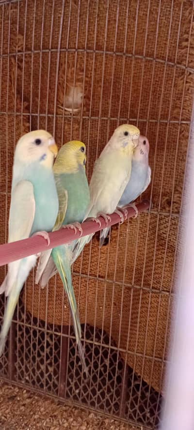 Rainbow Budgie Kids  [5 PCS]