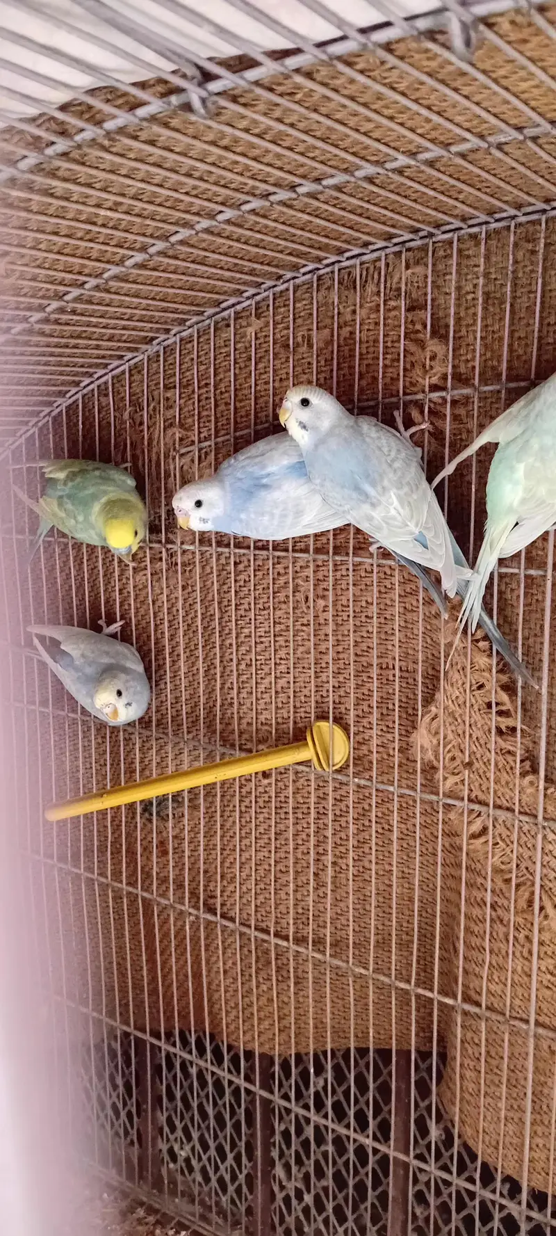 Rainbow Budgie Kids  [5 PCS] — photo 2