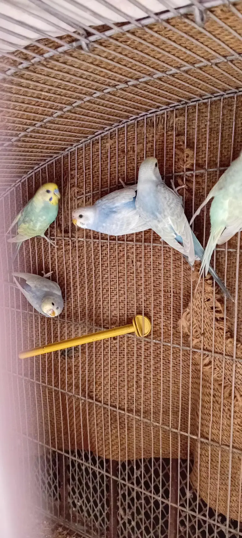 Rainbow Budgie Kids  [5 PCS] — photo 3