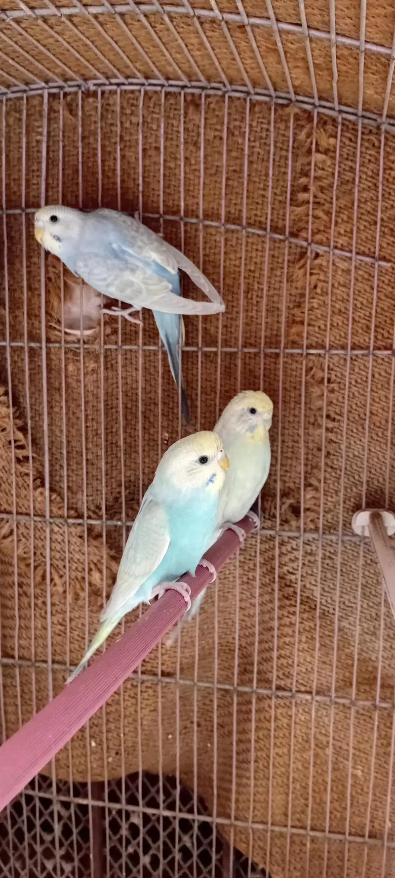 Rainbow Budgie Kids  [5 PCS] — photo 4