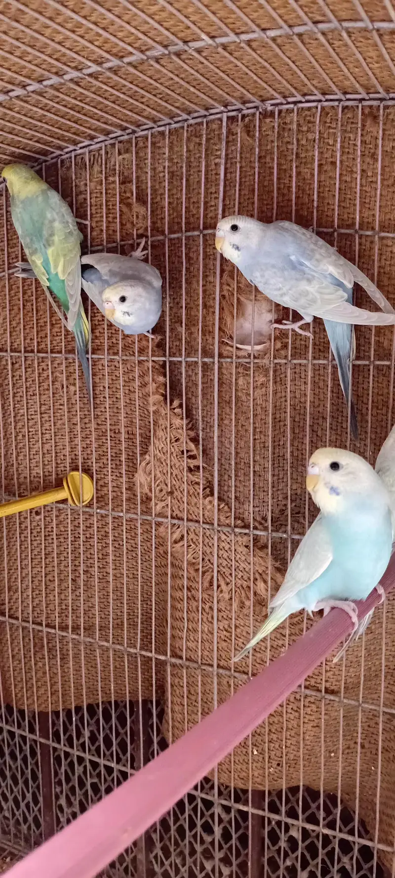 Rainbow Budgie Kids  [5 PCS] — photo 5
