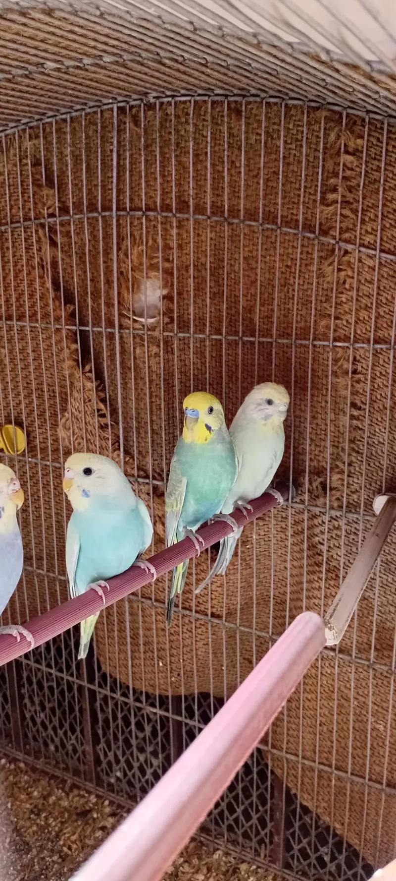 Rainbow Budgie Kids  [5 PCS] — photo 6