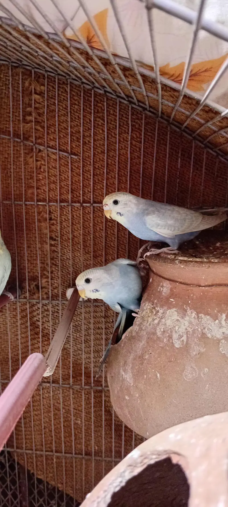 Rainbow Budgie Kids  [5 PCS] — photo 7